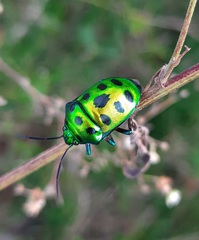 Chrysocoris purpureus