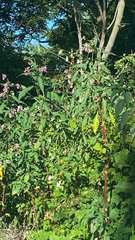 Impatiens glandulifera