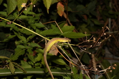 Takydromus septentrionalis