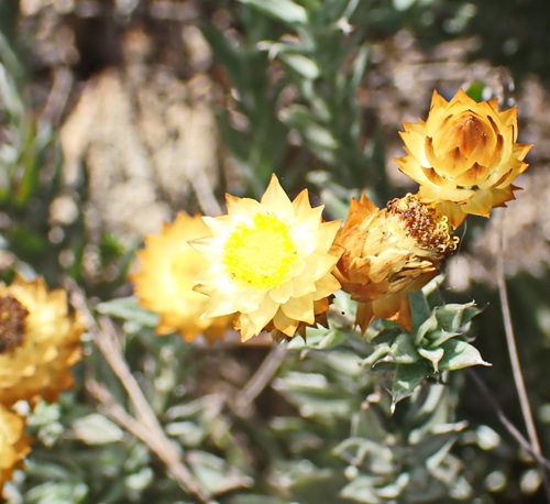 Image of Achyranthemum mucronatum by no rights reserved