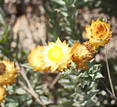 Achyranthemum mucronatum