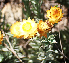 Achyranthemum mucronatum