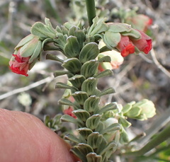 Hermannia trifoliata
