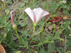 Convolvulus arvensis
