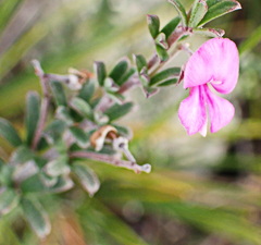 Indigofera sp11
