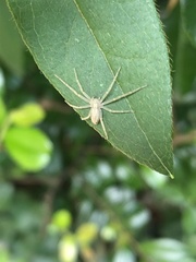 Philodromus auricomus