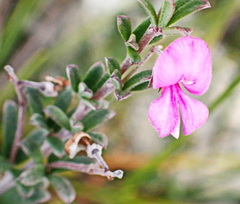 Indigofera sp11