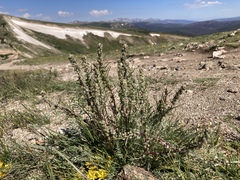 Artemisia campestris borealis