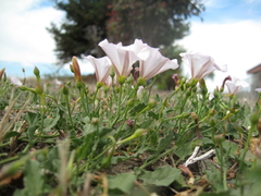 Convolvulus arvensis