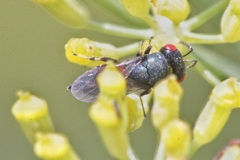 Norbanus cerasiops