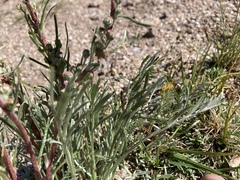 Artemisia campestris borealis