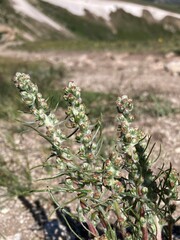 Artemisia campestris borealis