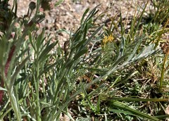Artemisia campestris borealis