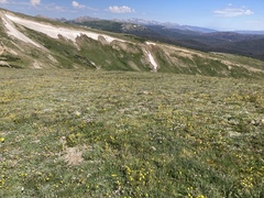 Artemisia campestris borealis