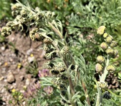 Artemisia scopulorum
