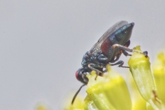 Norbanus cerasiops