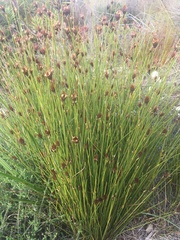 Hypodiscus aristatus