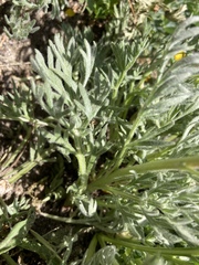 Artemisia scopulorum