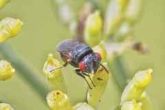 Norbanus cerasiops