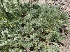 Artemisia scopulorum