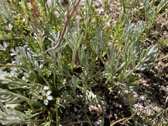 Artemisia scopulorum