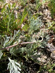 Artemisia scopulorum