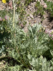 Artemisia scopulorum