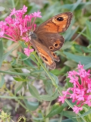 Lasiommata maera