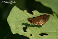 Eprius veleda obrepta
