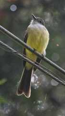 Myiarchus cephalotes