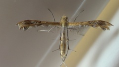 Megalorhipida
