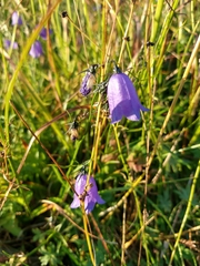 Campanula bohemica