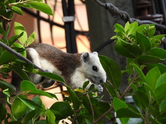 Callosciurus finlaysonii bocourti