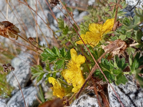 Geum reptans (Geum reptans)