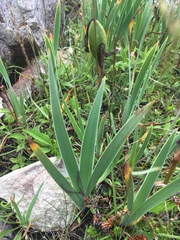 Iris versicolor