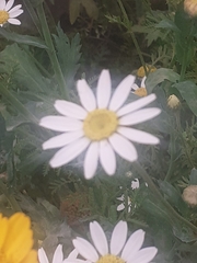 Asteraceae