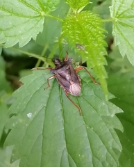 Pentatoma rufipes