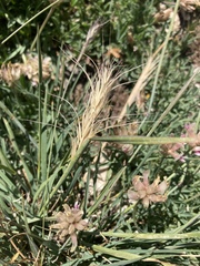 Elymus scribneri