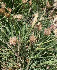 Elymus scribneri