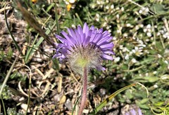 Erigeron grandiflorus