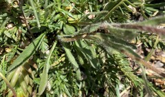 Erigeron grandiflorus