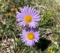 Erigeron grandiflorus