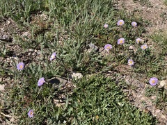 Erigeron grandiflorus