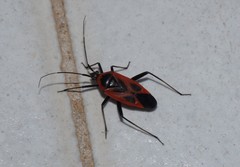 Calocoris nemoralis