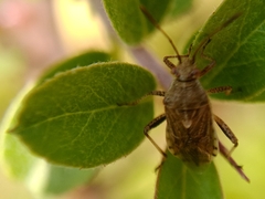 Stictopleurus punctatonervosus