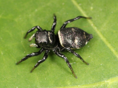 Heliophanus capensis