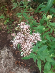 Eupatorium cannabinum