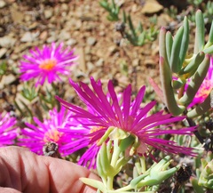 Lampranthus watermeyeri