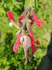 Salvia fulgens