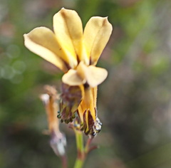 Lobelia capillifolia